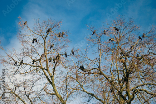 Many birds sit on tree trunks without leaves. Blue sky background.