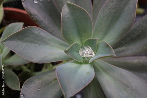 Water drop on Suculent Plant