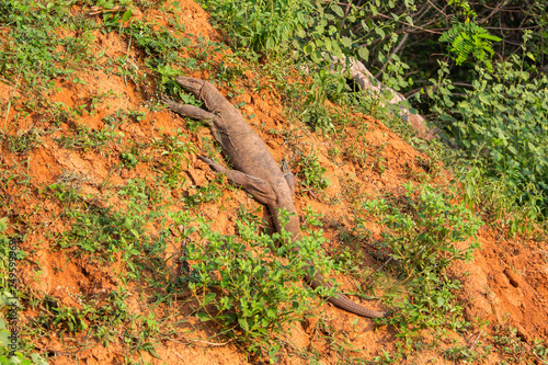 Water monitor lizard. Yala National Park. Sri Lanka.