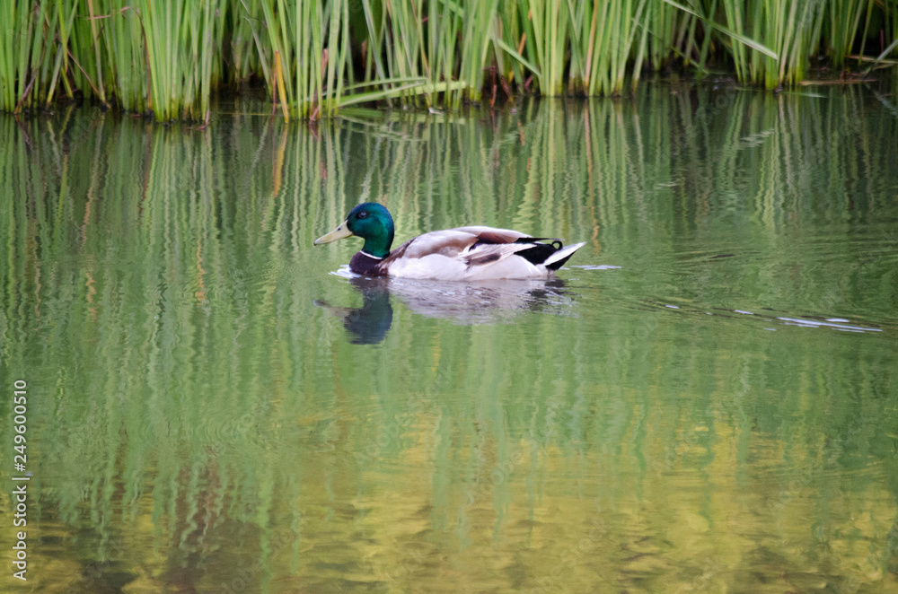 MALLARD DUCK BIRD WITH GREEN HEAD YELLOW BEAK SWIMMING IN POND LAKE WATER