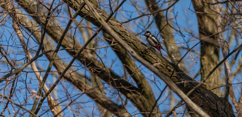 Woodpecker bird on leaf tree in winter sunny day Woodpecker bird on leaf tree in winter sunny day