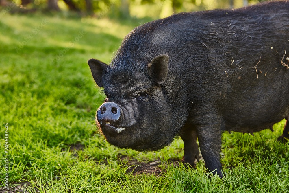 Cute fat pot-bellied pigs on free meadow of private farm Cute fat pot-bellied pigs on free meadow of private farm
