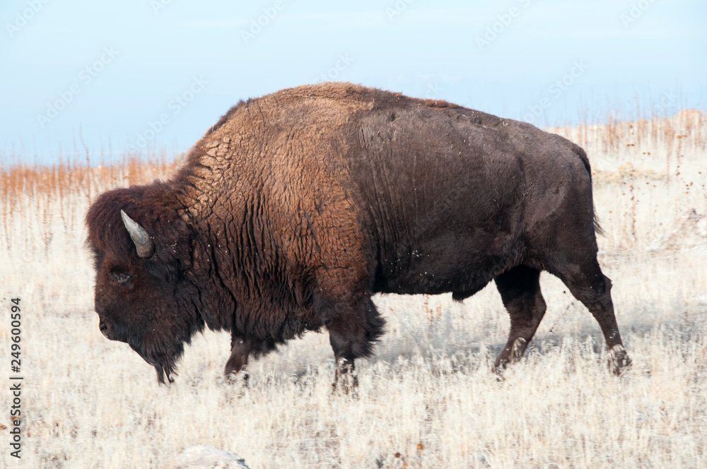 Bison Antelope Island Utah