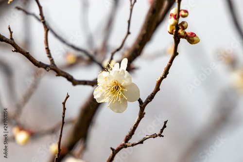 White plum blossoms in Adachi city Urban Agricultural Park, Tokyo, Japan photo