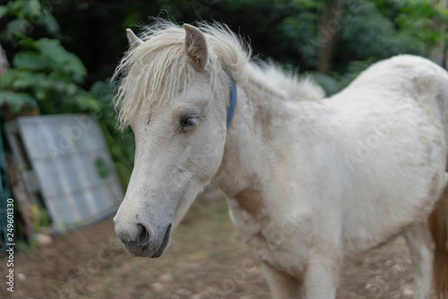 竹富島の馬