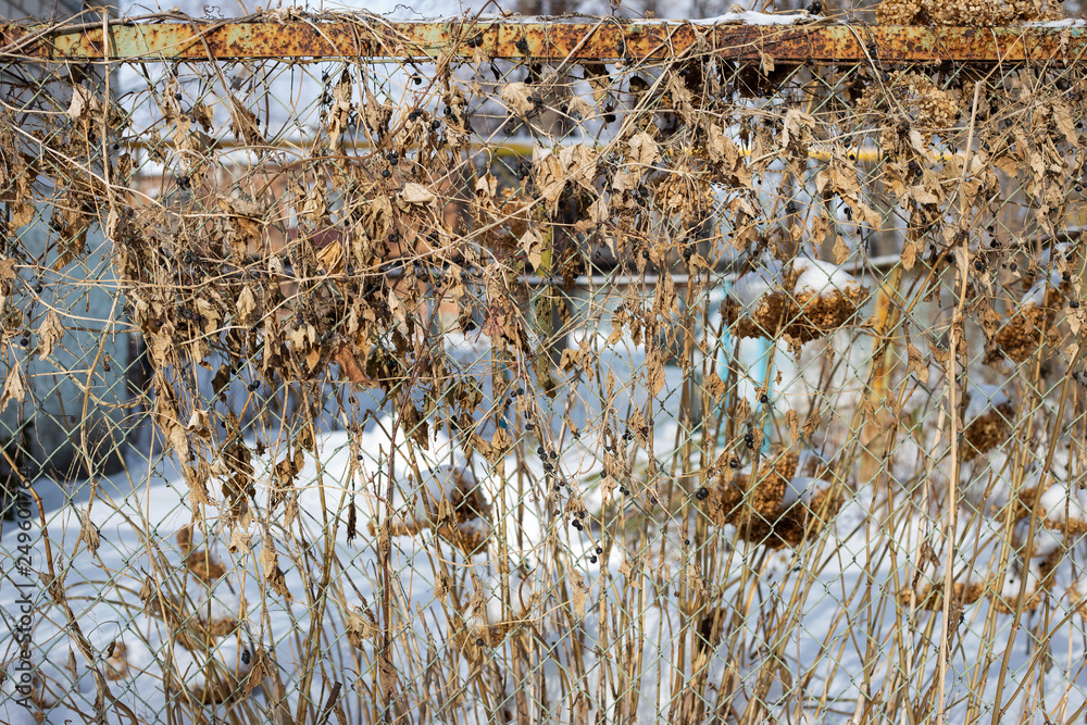 custom made wallpaper toronto digitalovergrown fence in winter