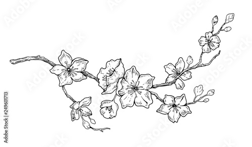 Cherry flower blossom, botanical art. Spring almond, sakura, apple tree branch, hand draw doodle vector illustration. Cute black ink art, isolated on white background. Realistic floral bloom sketch.