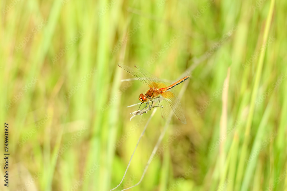 Close-up of a dragonfly sitting on the grass on a blurred background of a summer landscape with green grass and in the sun Close-up of a dragonfly sitting on the grass on a blurred background of a summer landscape with green grass and in the sun