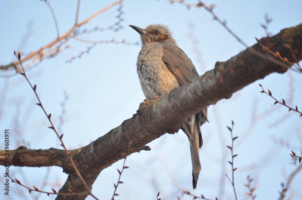 BEAUTIFUL STUNNING BROWN EARED BULBUL HYPSIPETES AMAUROTIS BROWN BIRD PERCHED ON TREE BRANCHES WITH SKY BACKGROUND BEAUTIFUL STUNNING BROWN EARED BULBUL HYPSIPETES AMAUROTIS BROWN BIRD PERCHED ON TREE BRANCHES WITH SKY BACKGROUND
