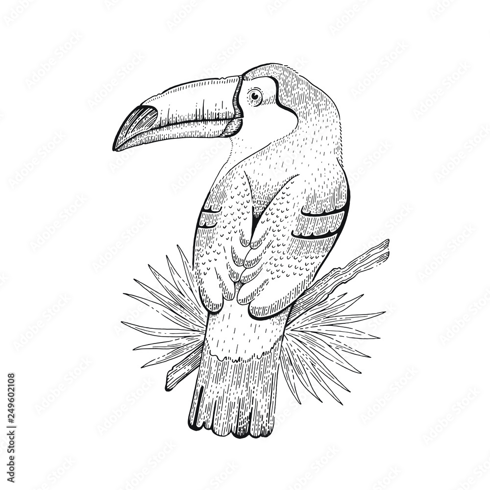 Toco toucan bird, tropical american wild animal. Outline art for tattoo,  coloring book, t-shirt print, logo design. Cool trendy vector illustration,  black ink hand drawn sketch. Isolated on white Stock Vector |