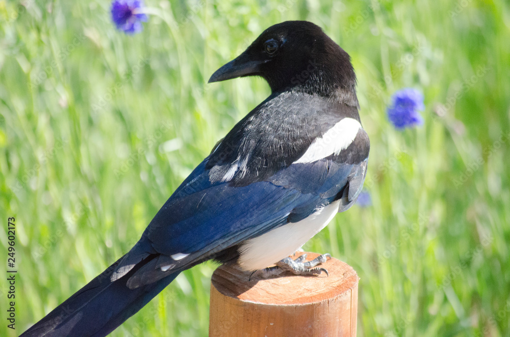 EURASIAN COMMON MAGPIE PICA PICA BIRD FLYING IN NATURE EURASIAN COMMON MAGPIE PICA PICA BIRD FLYING IN NATURE