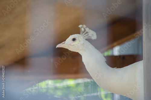 LEUCISTIC ALBINO WHITE PEAFOWL PEACOCK BIRD