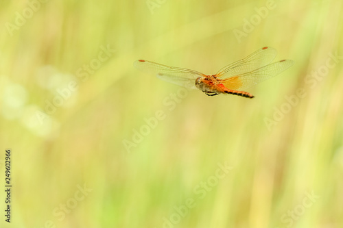 Close-up of a dragonfly flying on a field on a blurred background of a summer landscape with green grass and in the sun © Fotony76