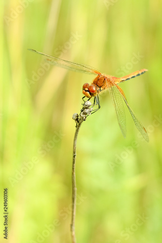 Close-up of a dragonfly sitting on the grass on a blurred background of a summer landscape with green grass and in the sun