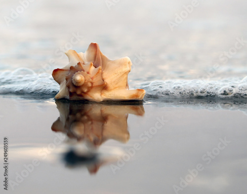 Sea shell with reflection