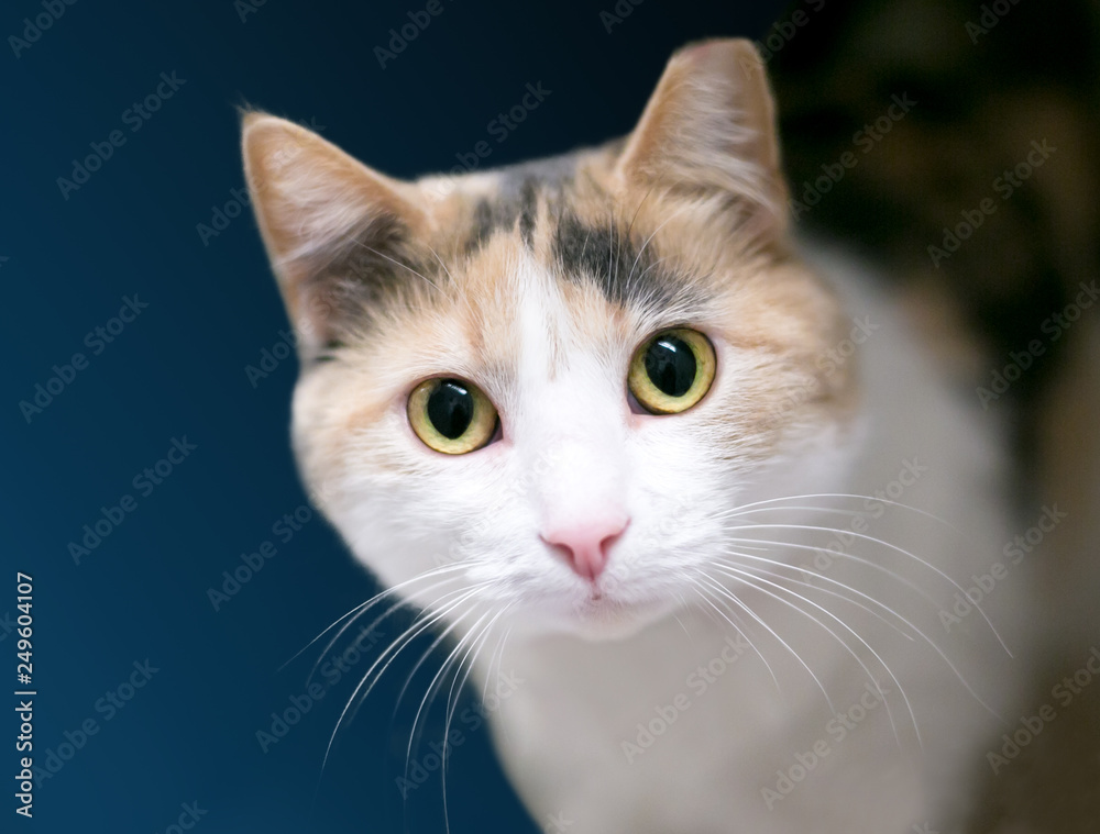 A Calico domestic shorthair cat with its left ear tipped, indicating that it has been spayed or neutered and vaccinated A Calico domestic shorthair cat with its left ear tipped, indicating that it has been spayed or neutered and vaccinated