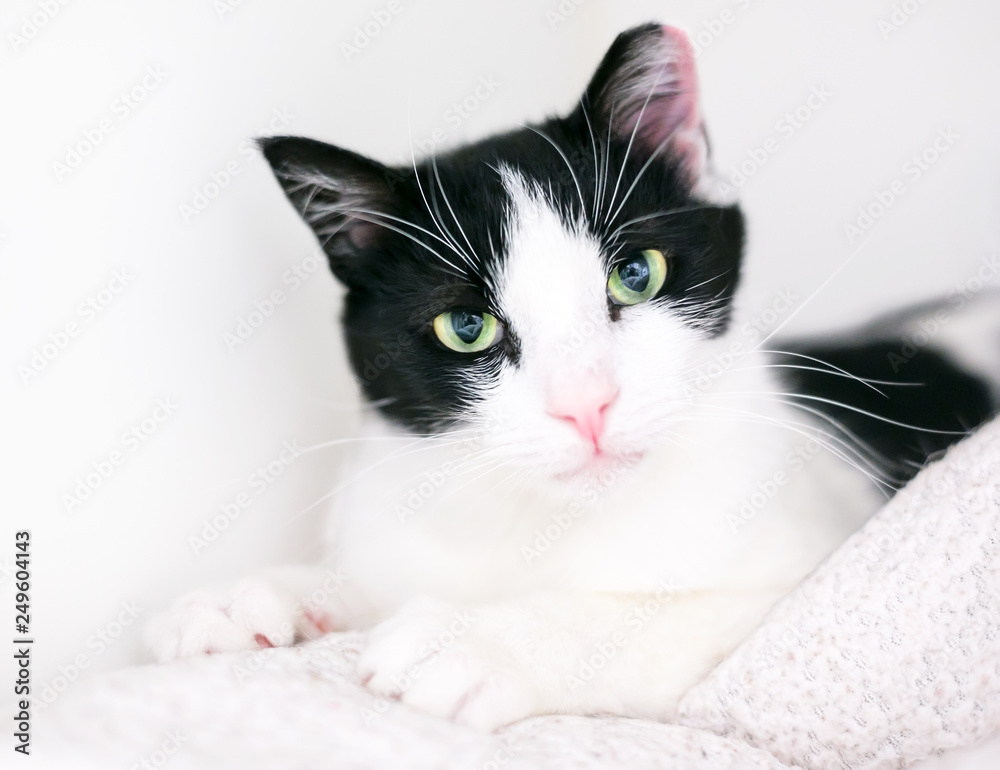 A black and white domestic shorthair cat relaxing on a blanket, with its left ear tipped to indicate that it has been spayed or neutered and vaccinated