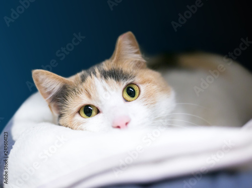 A Calico domestic shorthair cat with its left ear tipped, relaxing and peeking over a blanket photo