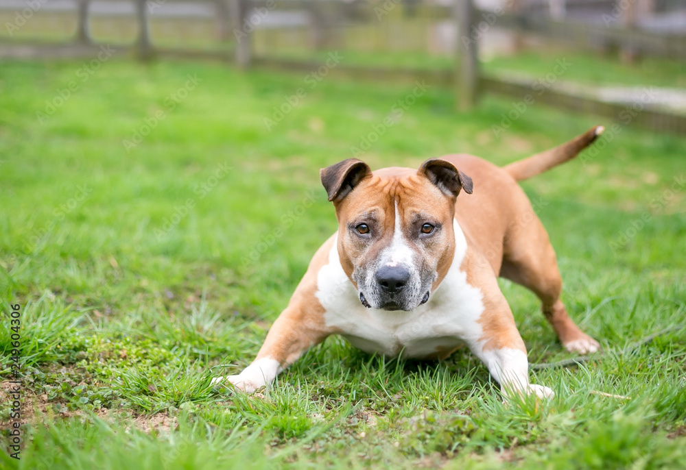 A playful red and white Pit Bull Terrier mixed breed dog in a play bow position