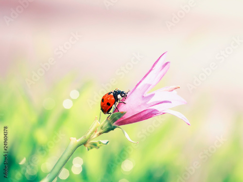 natural background a little ladybug crawls on a black lilac bell on a Sunny summer meadow