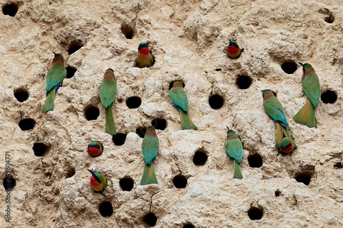 Red-throated bee-eater (Merops bulocki) photo