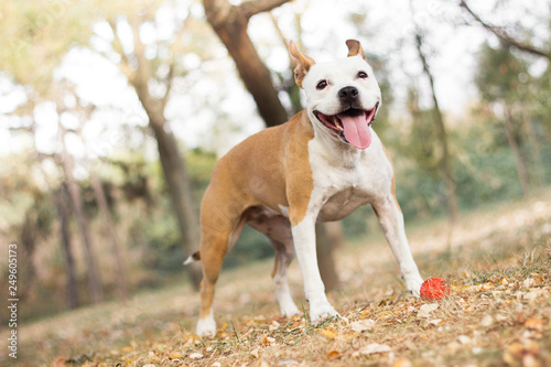 Friendly dog smile 