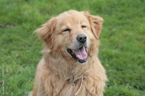 Golden Retriever lächelt