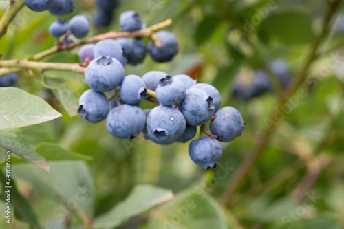 Fresh organic blueberries on the bush. Vaccinium corymbosum, high huckleberry bush. Blue ripe fruit on the healthy green plant. Food plantation - blueberry field, orchard.