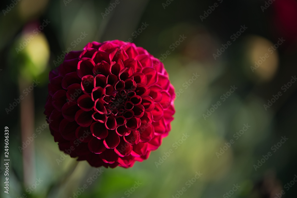 Close up of a Beautiful Carmine (Dark Red) Dahlia Pom Pom or Ball Dahlia on a garden. Gentle movements under the summer breeze during the Golden Hour.