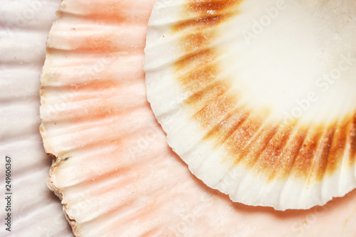 Seashell macro photography. Abstract texture background