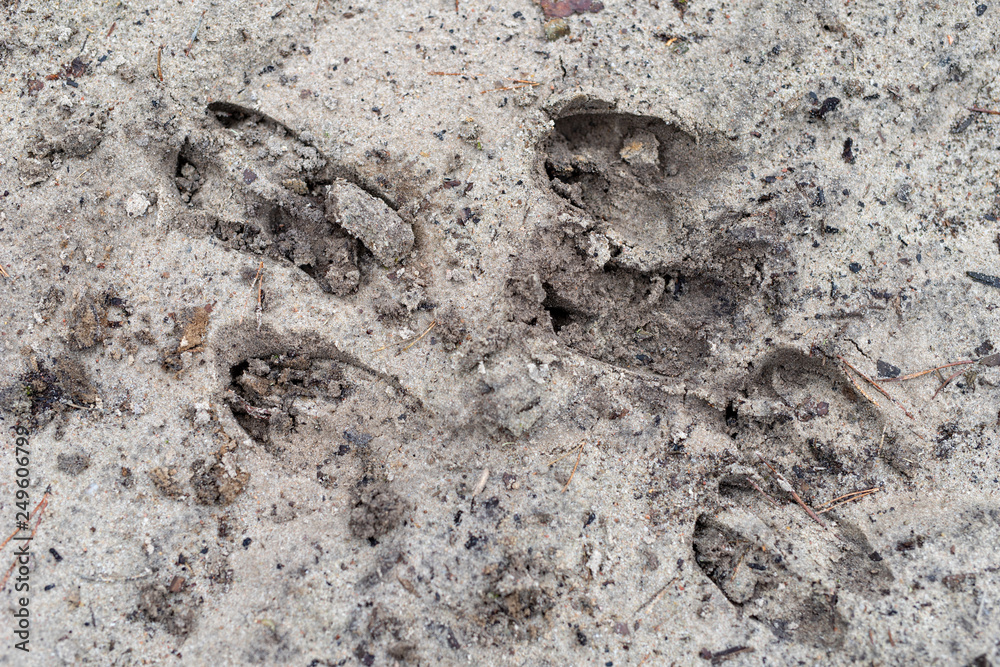 Traces of a deer on a forest road. A place of passage of wild animals through a sandy road. Traces of a deer on a forest road. A place of passage of wild animals through a sandy road.