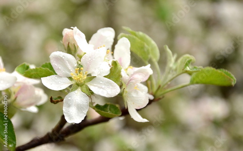 Blätter der Apfelblüte nach einem Regenschauer