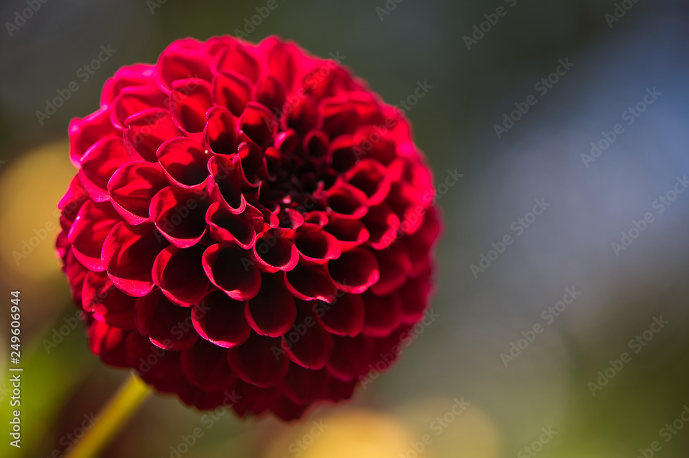 Close up of a Colorful Carmine (Dark Red) Dahlia Pom Pom or Ball Dahlia on a garden. Gentle movements under the summer breeze during the Golden Hour. Close up of a Colorful Carmine (Dark Red) Dahlia Pom Pom or Ball Dahlia on a garden. Gentle movements under the summer breeze during the Golden Hour.
