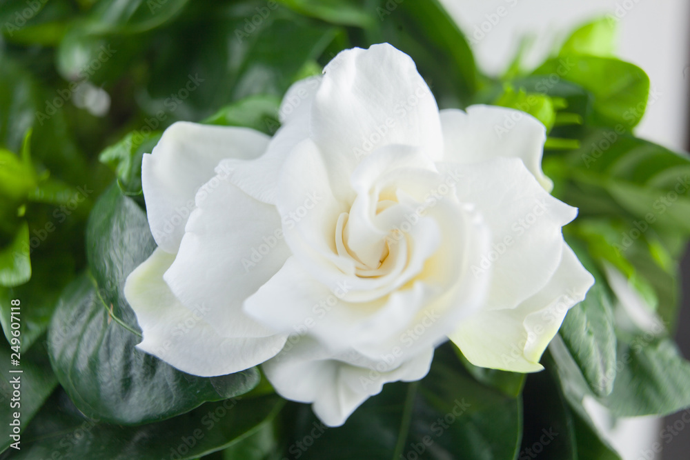beautiful white flower gardenia on green background beautiful white flower gardenia on green background