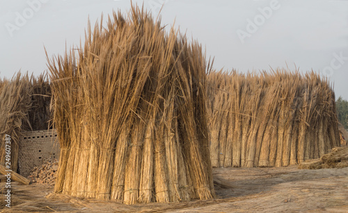 sheafs of cereals or reed, manually harvested  and grouped near Multan, Pakistan photo