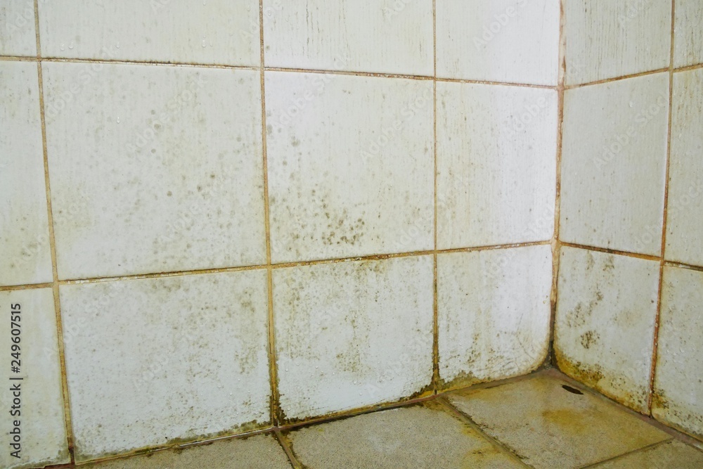 Mold and fungus appear on the bathroom walls. Stock Photo Adobe Stock