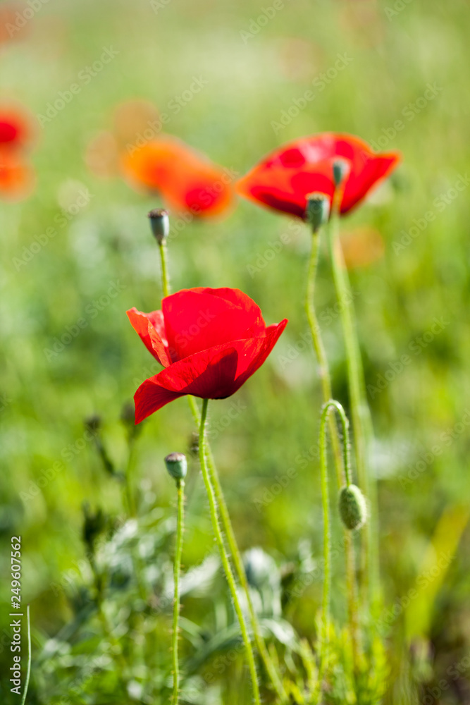 Naklejka premium Poppies (Papaver rhoeas) in the wheat field 
