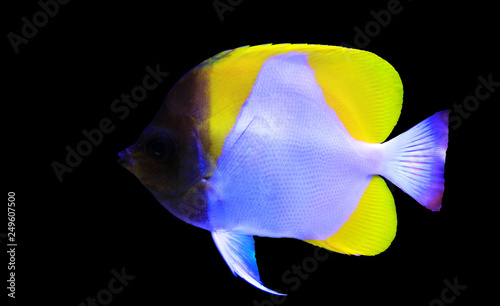 Yellow Pyramid Butterflyfish - (Hemitaurichthys polylepis)  photo