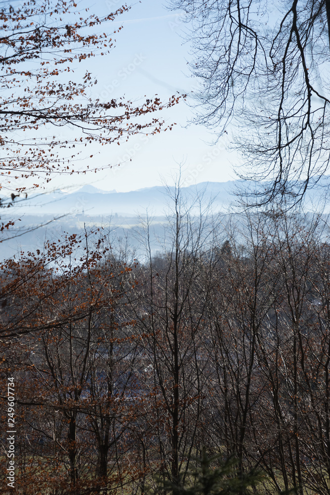 Winterlandschaft im Wald - Blick auf das Alpenpanorama