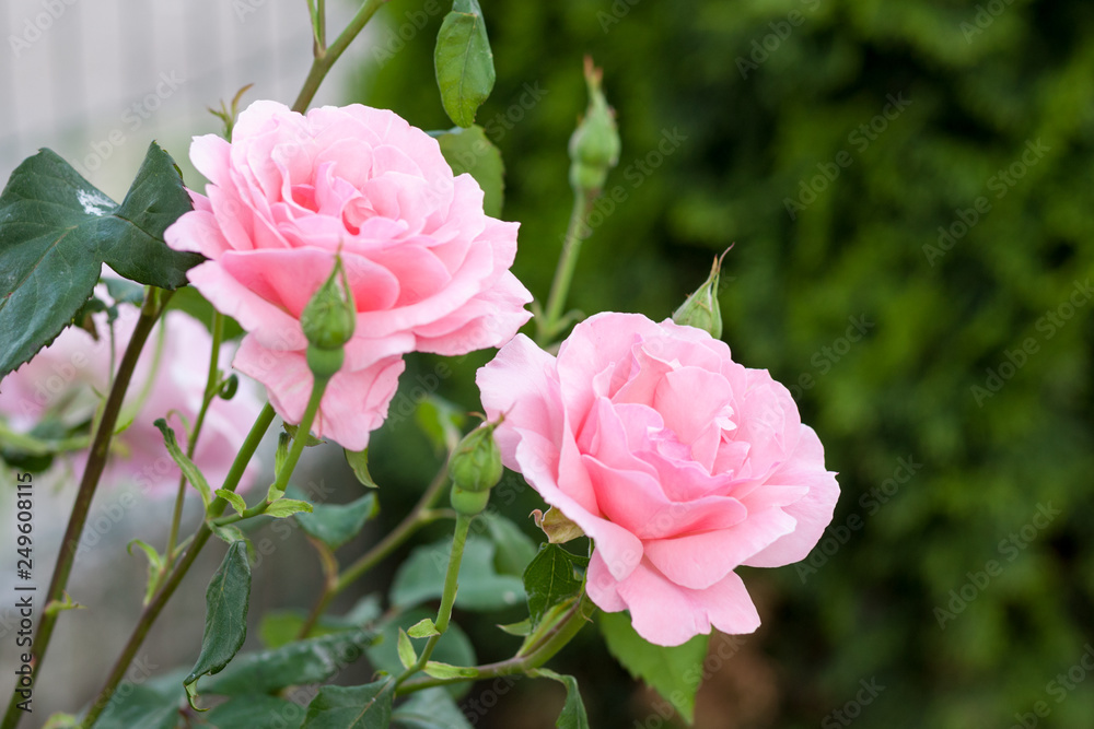 Fototapeta premium Beautiful rose in the garden