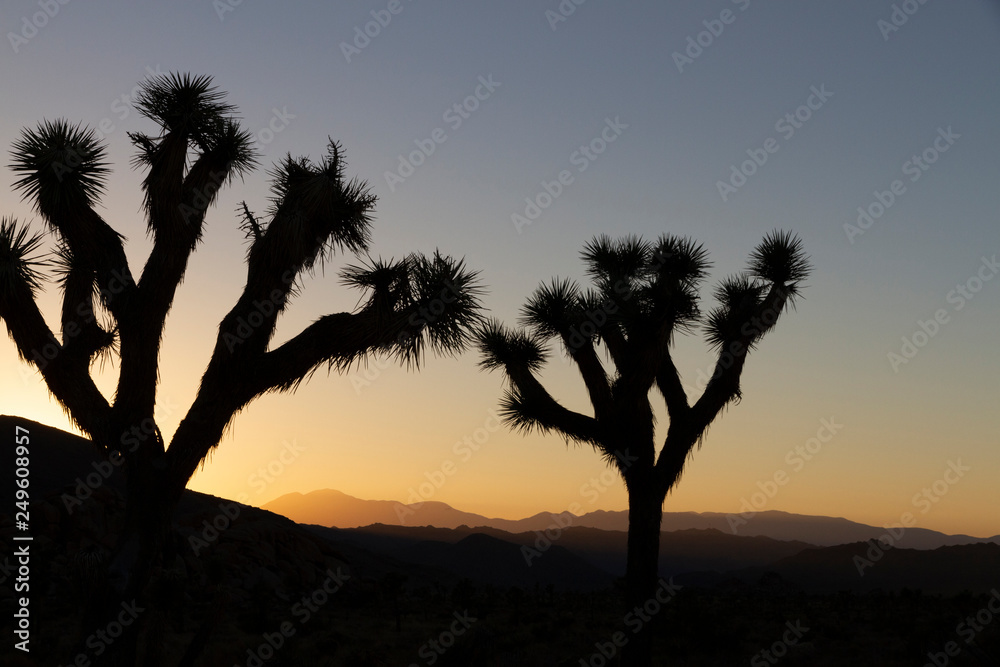 2 trees in a Sunset over Joshua Tree National Park, California, US