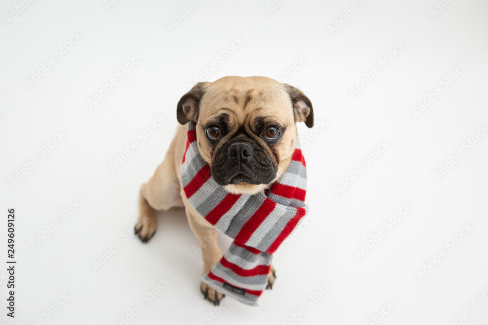 Cute pug dog wearing a red and gray scarf