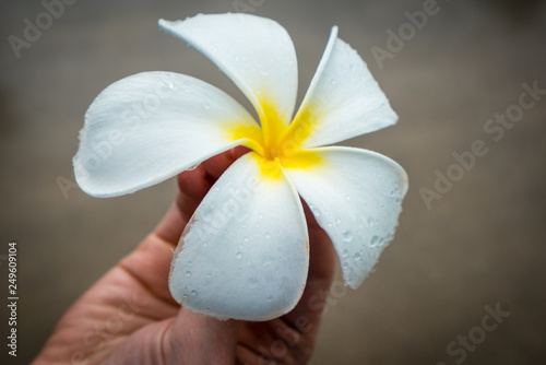 White Plumeria photo