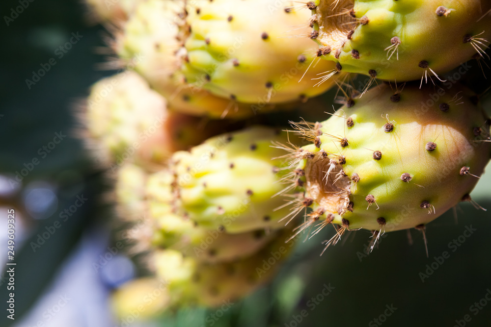 Cactus plant with fruits in a hot summer day Cactus plant with fruits in a hot summer day