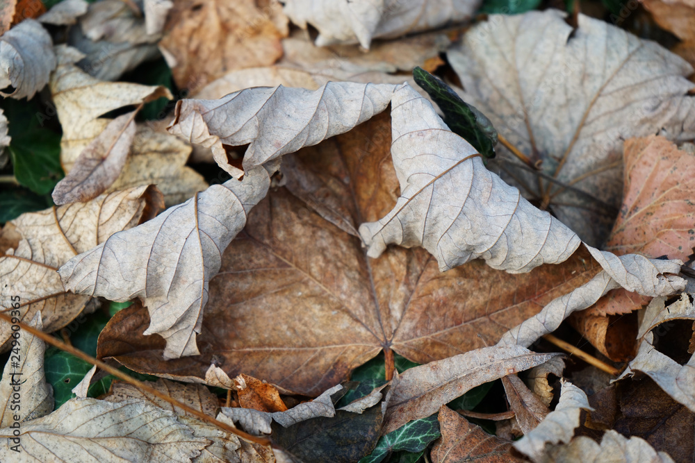 Beautiful autumn leaves in the park Beautiful autumn leaves in the park