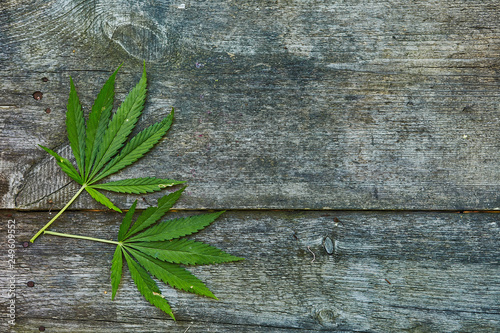 Leaf of marijuana on wooden texture with copy space