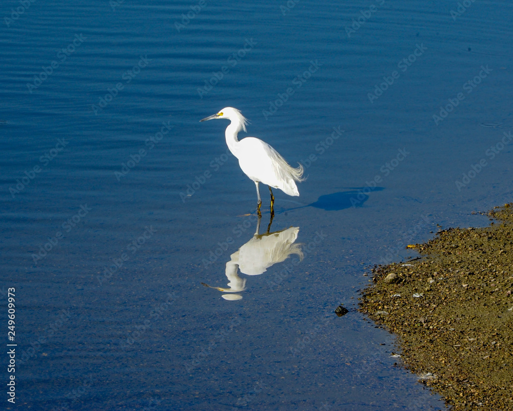 Henderson Bird Viewing Preserve, Henderson, Nevada Henderson Bird Viewing Preserve, Henderson, Nevada