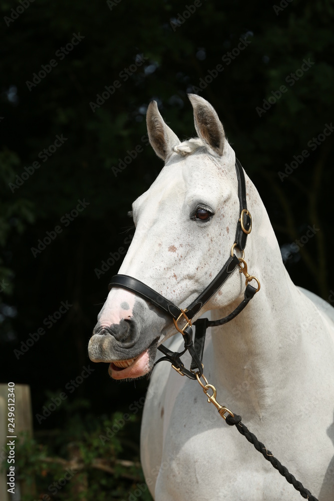 Fototapeta premium portrait of horse