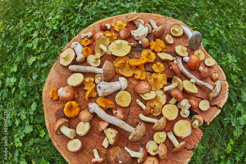 Wooden platter of mixed forest mushrooms mostly suillus, leccinum and chanterelle