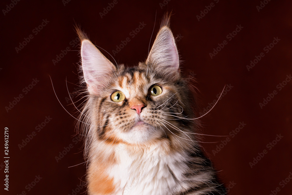 Huge maine coon cat on brown background, isolated, studio.